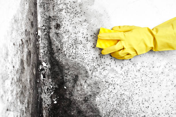 Best Attic Mold Removal  in Cottonwood Heights, UT