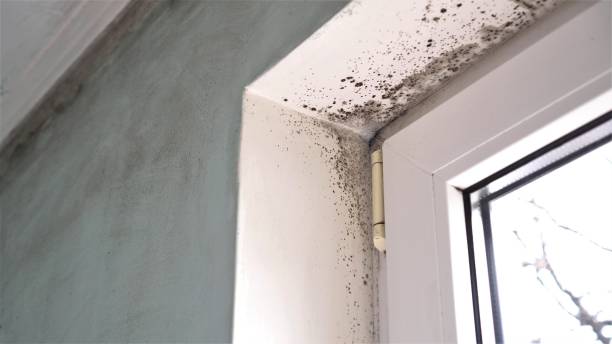 Mold Testing and Removal in Cottonwood Heights, UT