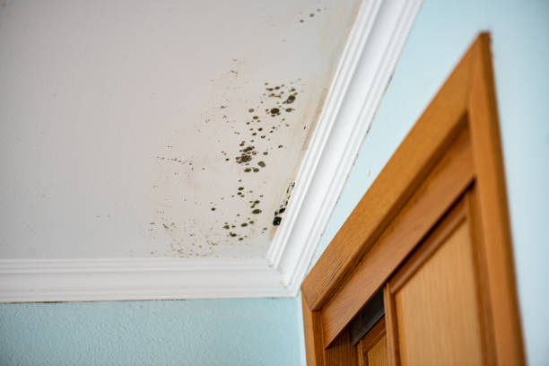 Certified Mold Removal in Cottonwood Heights, UT