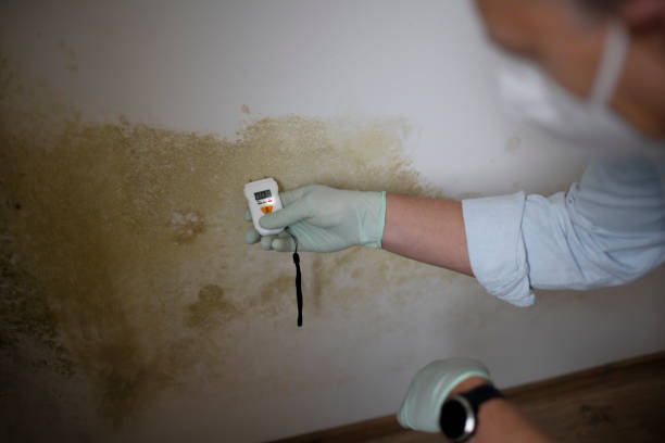 Best Local Mold Removal Service  in Cottonwood Heights, UT