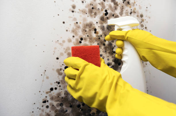Best Fast Mold Removal  in Cottonwood Heights, UT