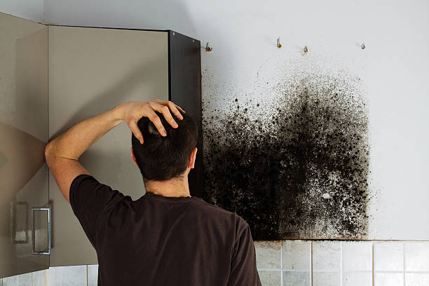 Best Certified Mold Removal  in Cottonwood Heights, UT