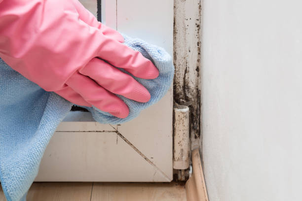 Best Black Mold Removal  in Cottonwood Heights, UT