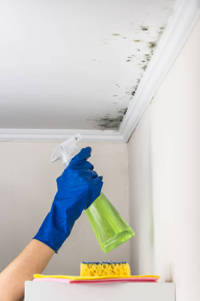 Best Professional Mold Removal  in Cottonwood Heights, UT